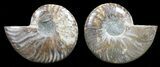 Polished Ammonite Pair - Agatized #56304-1